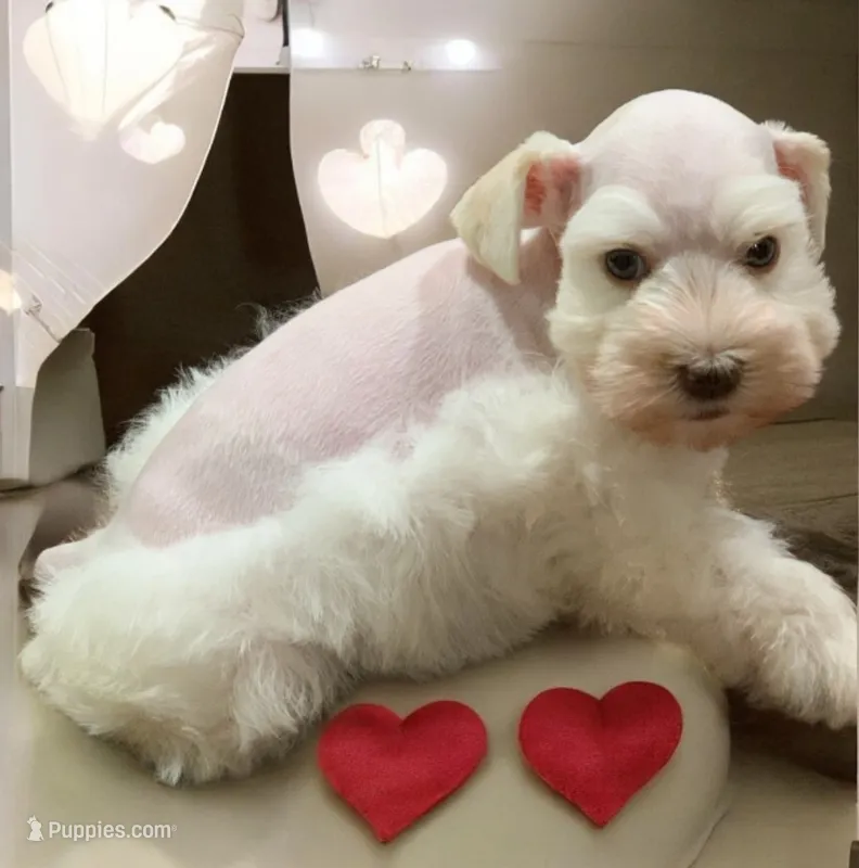 Queen Bea – Miniature Schnauzer puppy for sale in Kentucky, KY