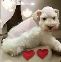 Queen Bea, a female Miniature Schnauzer for sale in Kentucky, KY – 1 of 4