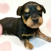 Dorian teacup tiny toy, a male Miniature Schnauzer for sale in Kentucky, KY – 5 of 8