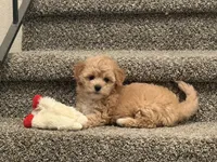 Strawberry, a female Maltipoo for sale in Citrus Heights, CA – 2 of 2