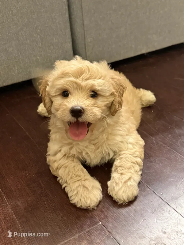 Tater  – Maltipoo puppy for sale in Citrus Heights, CA