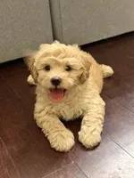 Tater , a male Maltipoo for sale in Citrus Heights, CA – 1 of 4