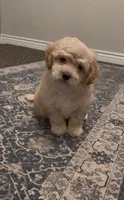 Tater , a male Maltipoo for sale in Citrus Heights, CA – 2 of 4