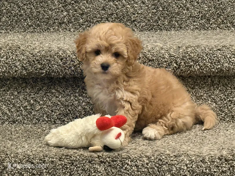 Strawberry – Maltipoo puppy for sale in Citrus Heights, CA