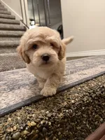Tater , a male Maltipoo for sale in Citrus Heights, CA – 4 of 4