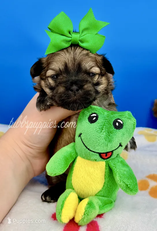 Bandit – Mal Shi puppy for sale in Fort Worth, TX