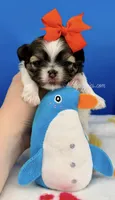 Hotdog, a male Mal Shi for sale in Fort Worth, TX – 3 of 4