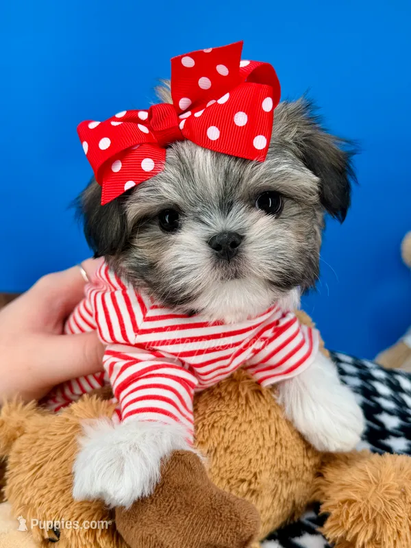 Hotdog – Mal Shi puppy for sale in Fort Worth, TX