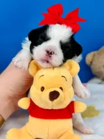 Domino, a male Mal Shi for sale in Fort Worth, TX – 2 of 3