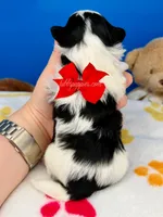 Domino, a male Mal Shi for sale in Fort Worth, TX – 3 of 3