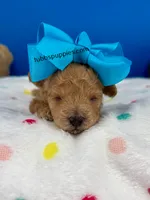 Rusty , a male Maltipoo for sale in Fort Worth, TX – 2 of 4