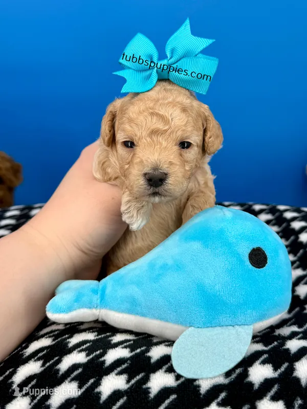 Carrot Top – Maltipoo puppy for sale in Fort Worth, TX
