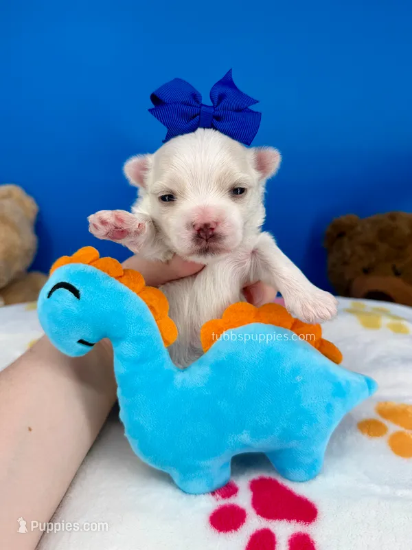 Prince Charming – Maltese puppy for sale in Fort Worth, TX