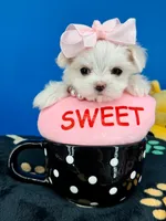Dixie, a female Maltese for sale in Fort Worth, TX – 4 of 4