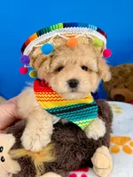 Vanilla Bean, a male Maltipoo for sale in Fort Worth, TX – 6 of 7