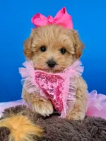 Peaches, a female Maltipoo for sale in Fort Worth, TX – 6 of 6