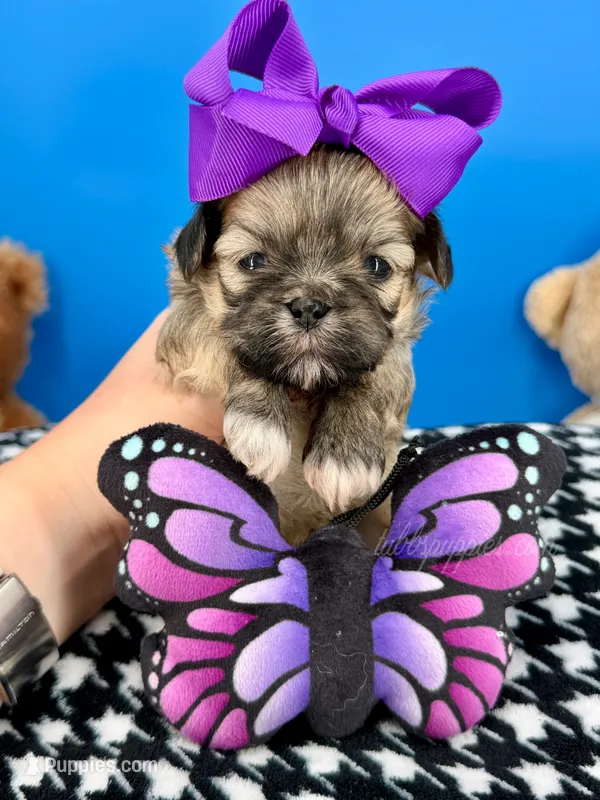 Mittens – Mal Shi puppy for sale in Fort Worth, TX