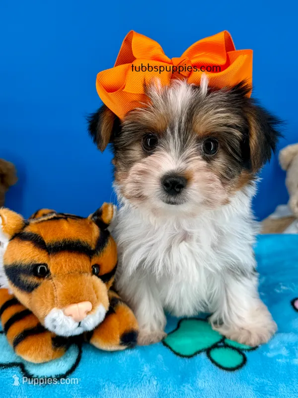 Rocky  – Yorkshire Terrier puppy for sale in Fort Worth, TX