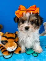 Rocky , a male Yorkshire Terrier for sale in Fort Worth, TX – 1 of 3