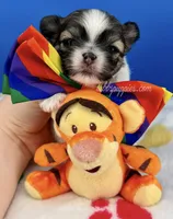 Hotdog, a male Mal Shi for sale in Fort Worth, TX – 2 of 4