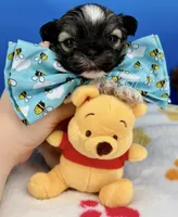 Bam Bam, a male Mal Shi for sale in Fort Worth, TX – 2 of 3
