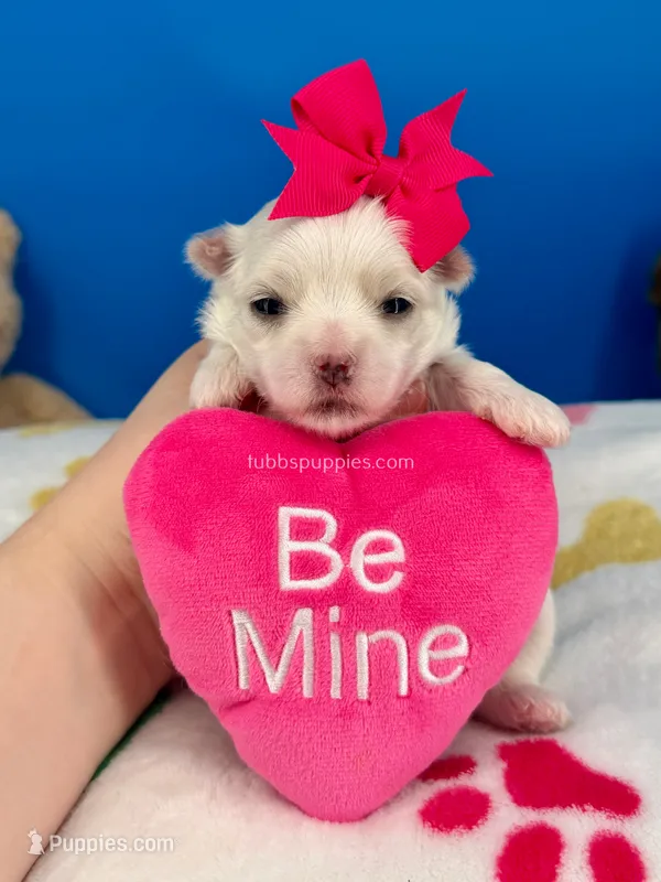 Snow White – Maltese puppy for sale in Fort Worth, TX