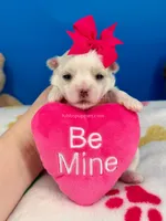 Snow White, a female Maltese for sale in Fort Worth, TX – 1 of 2