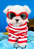 Snowy, a male Maltese for sale in Fort Worth, TX – Photo 3 of 4