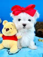 Snowy, a male Maltese for sale in Fort Worth, TX – Photo 2 of 4