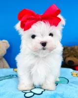 Snowy, a male Maltese for sale in Fort Worth, TX – Photo 1 of 4
