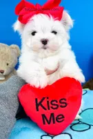 Snowy, a male Maltese for sale in Fort Worth, TX – Photo 4 of 4