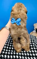 Bandit, a male Mal Shi for sale in Fort Worth, TX – 7 of 10