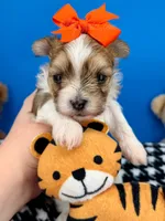 Tigger, a male Morkie for sale in Fort Worth, TX – 1 of 4