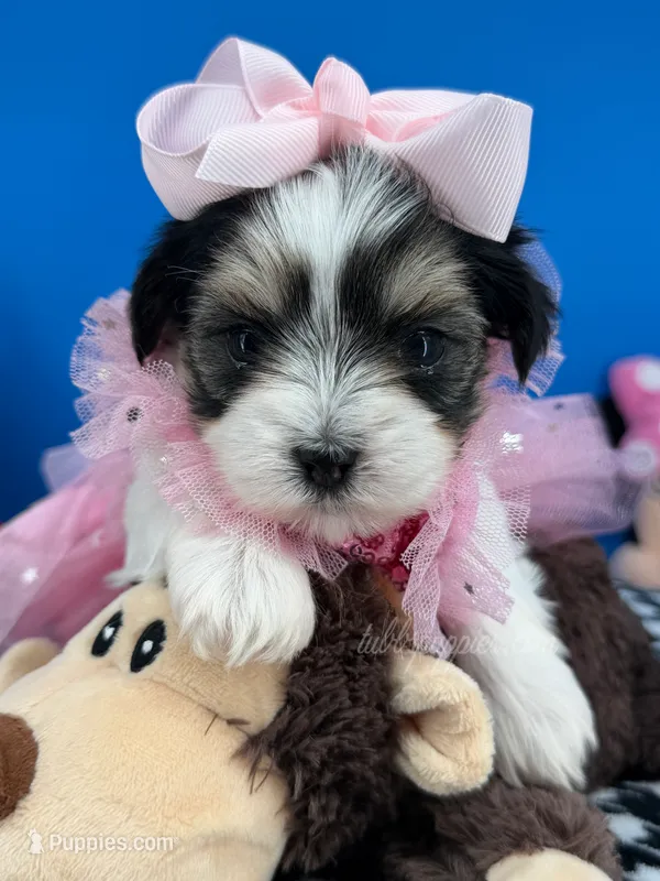 Daisy May – Biewer puppy for sale in Fort Worth, TX