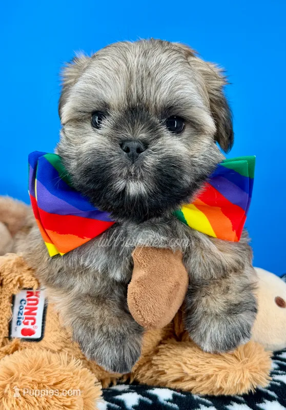 Bandit – Mal Shi puppy for sale in Fort Worth, TX