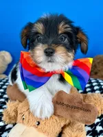 Harley, a male Biewer for sale in Fort Worth, TX – Photo 3 of 7