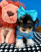 Harley, a male Biewer for sale in Fort Worth, TX – Photo 6 of 7