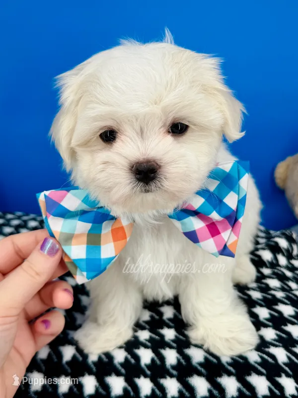 Prince Charming – Maltese puppy for sale in Fort Worth, TX