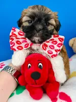 Waffles, a male Mal Shi for sale in Fort Worth, TX – 5 of 5