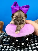 Mittens, a female Mal Shi for sale in Fort Worth, TX – 4 of 4