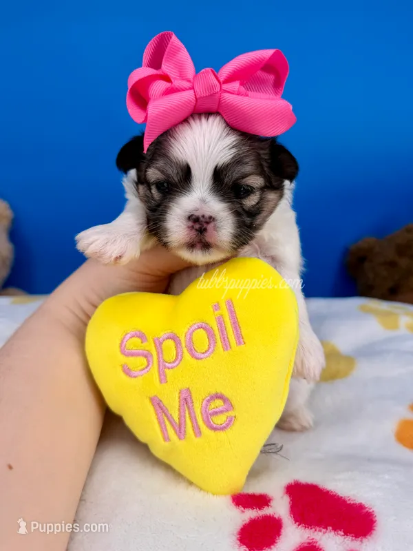 Daisy Mae – Mal Shi puppy for sale in Fort Worth, TX