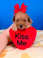 Strawberry, a female Maltipoo for sale in Fort Worth, TX – 3 of 4