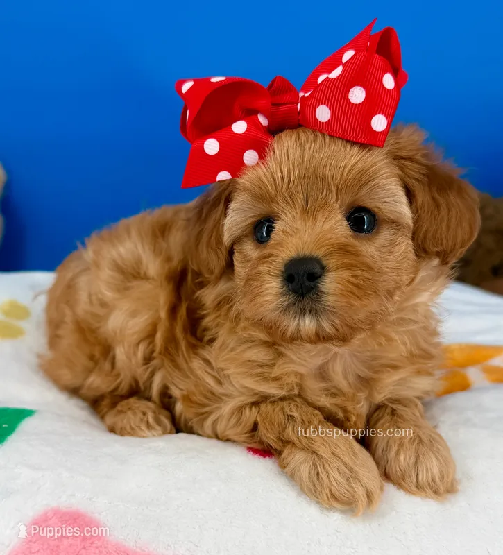 Strawberry – Maltipoo puppy for sale in Fort Worth, TX