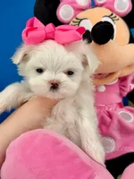 Pixie, a female Maltese for sale in Fort Worth, TX – 5 of 5