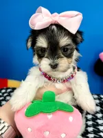 Kisses, a female Morkie for sale in Fort Worth, TX – 2 of 5
