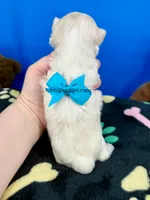 Snowball, a male Maltese for sale in Fort Worth, TX – 2 of 2