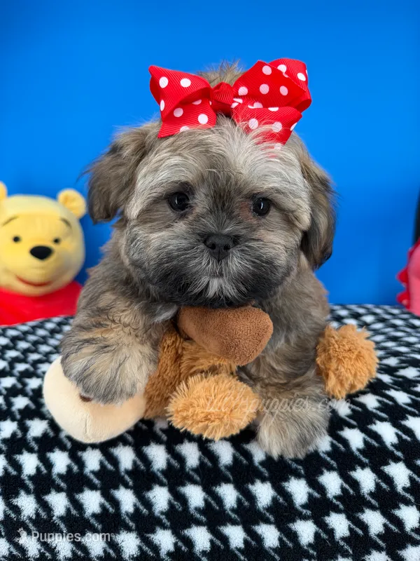 Bandit – Mal Shi puppy for sale in Fort Worth, TX