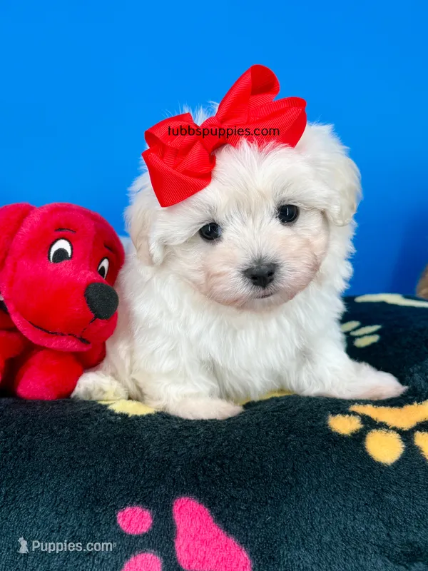 Cupid – Maltipoo puppy for sale in Fort Worth, TX