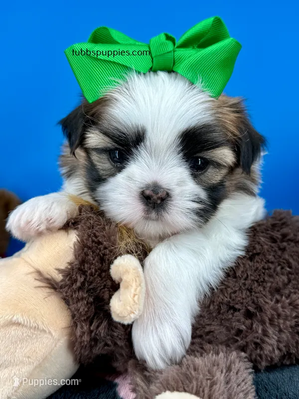 Domino – Mal Shi puppy for sale in Fort Worth, TX
