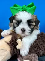 Domino, a male Mal Shi for sale in Fort Worth, TX – 1 of 6